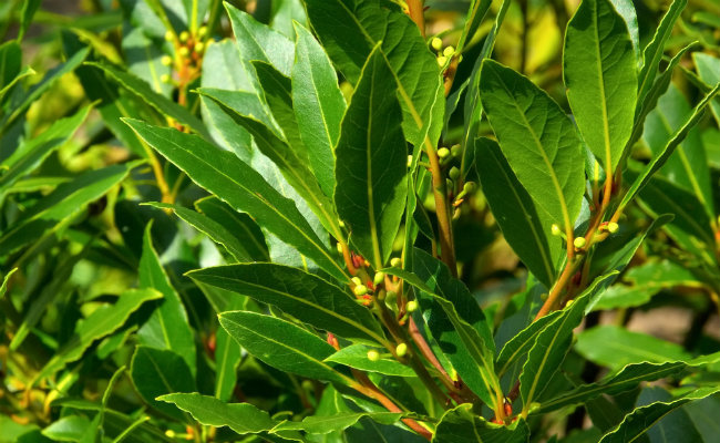 Bay Laurel Organic - Image 2